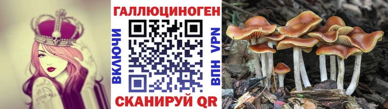 нарко площадка какой сайт  Георгиевск  Псилоцибиновые грибы Cubensis 